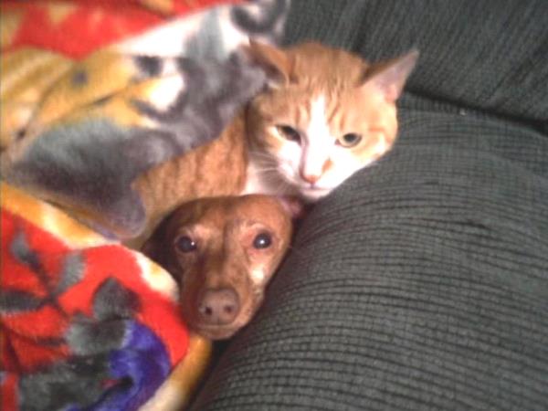 /Images/uploads/Humane Rescue Alliance/HRACalendarPhotoContest/entries/8564thumb.jpg